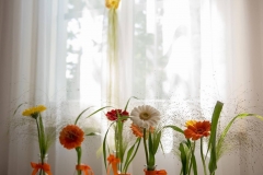Sonnenblume (3)
